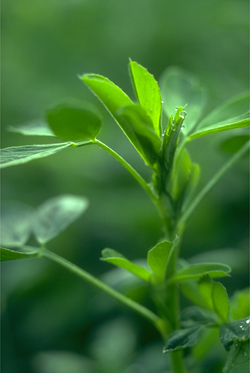 ALFALFA2.JPG (63146 bytes)