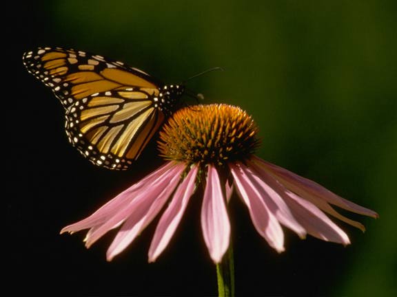 ECHINACEA_ANGUSTIFOLIA.JPG (25592 bytes)