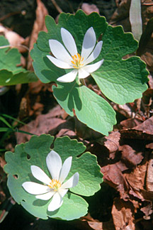 SANGUINARIA_C.JPG (33471 bytes)