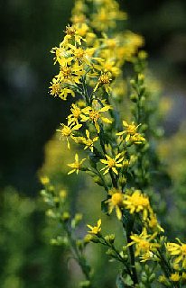 SOLIDAGO_VIRGAUREA.JPG (19246 bytes)